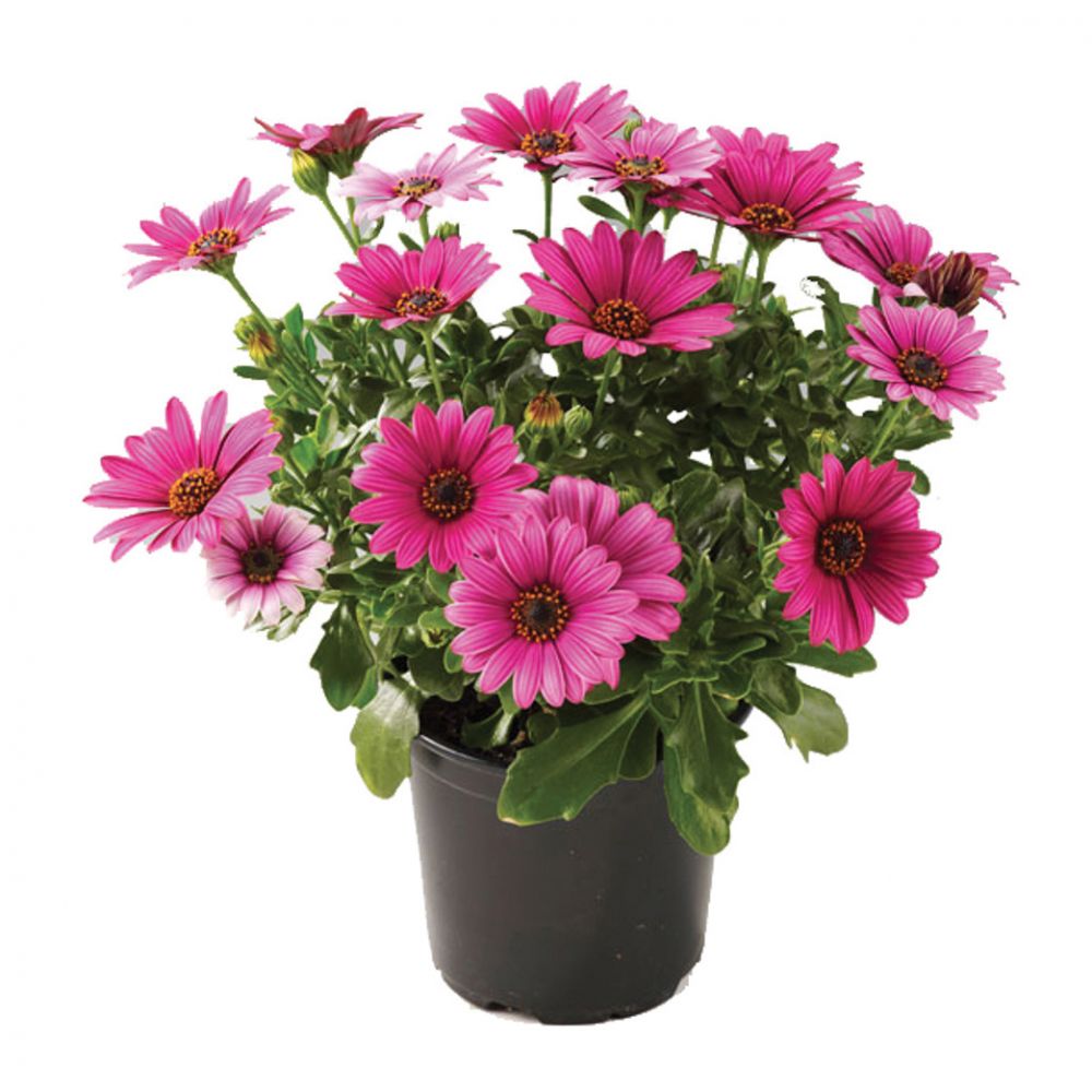 Sunny Compact Bacia® Sunny Compact Bacia®