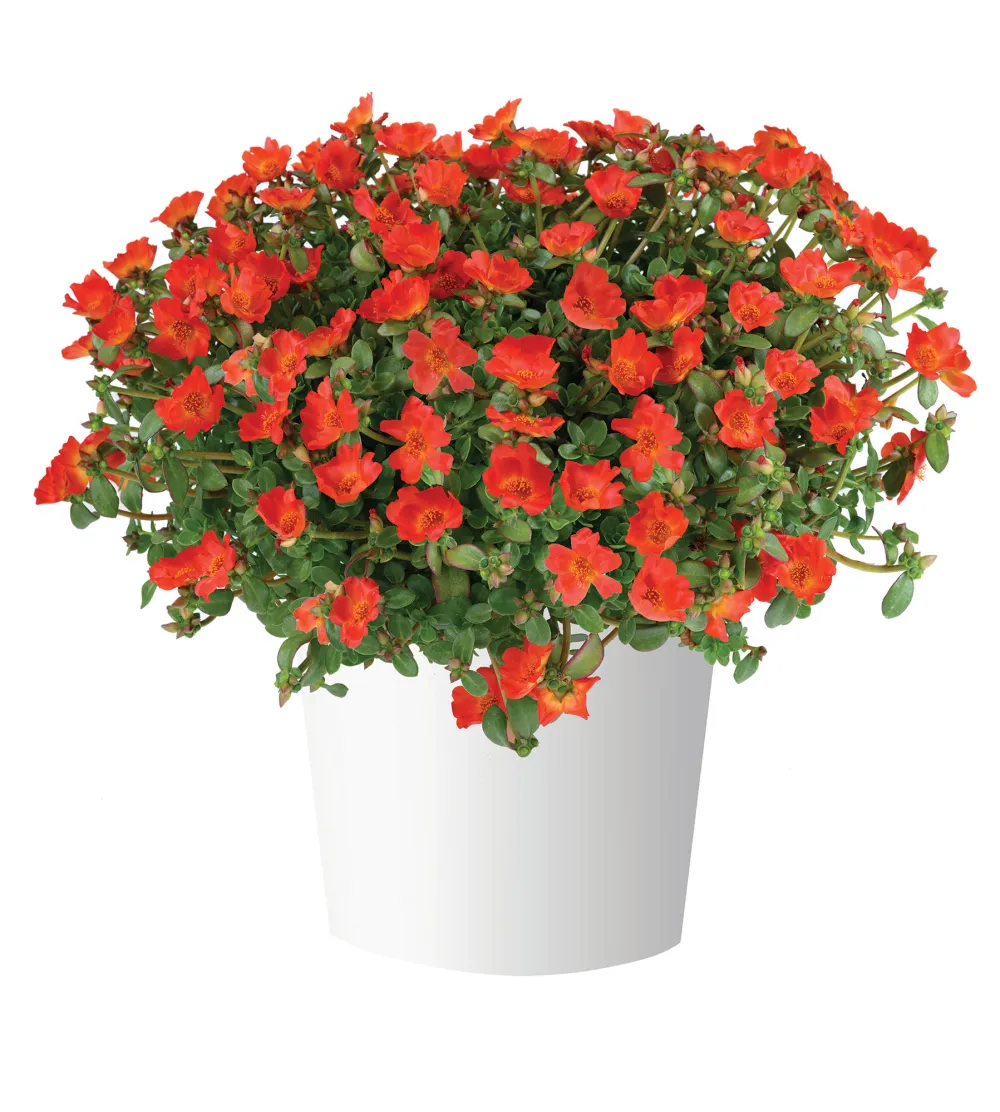 Pazzaz™ Nano Deep Orange