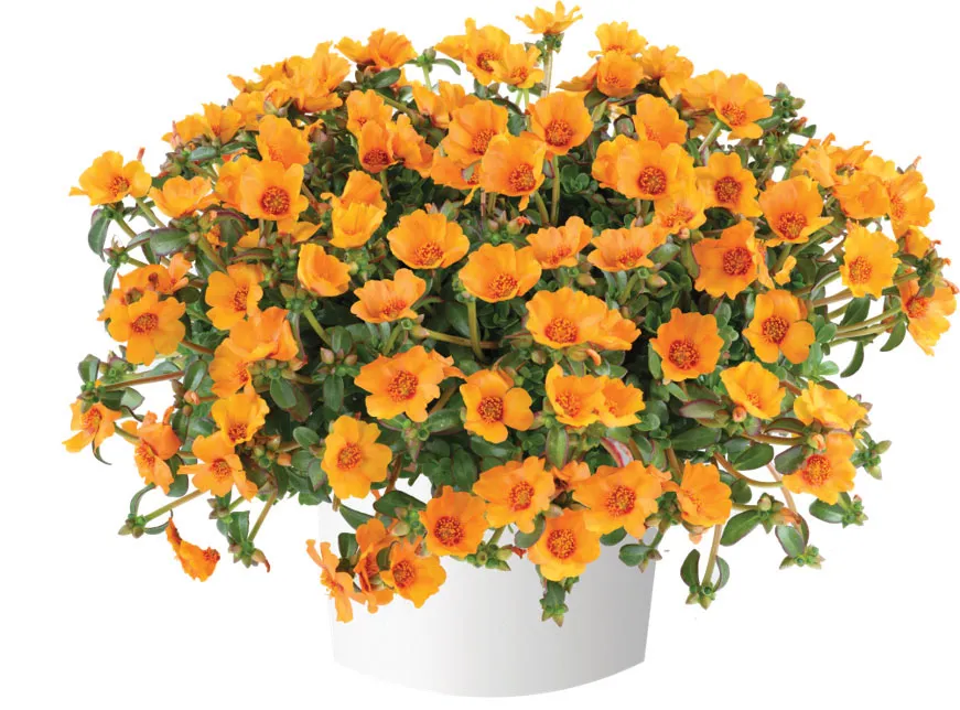 Pazzaz™ Nano Mango