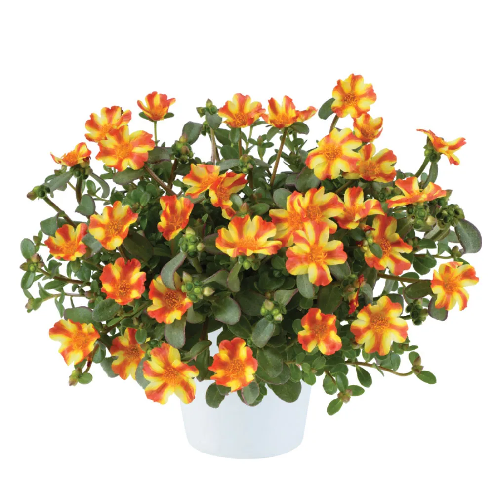 Pazzaz™ Nano Orange Twist