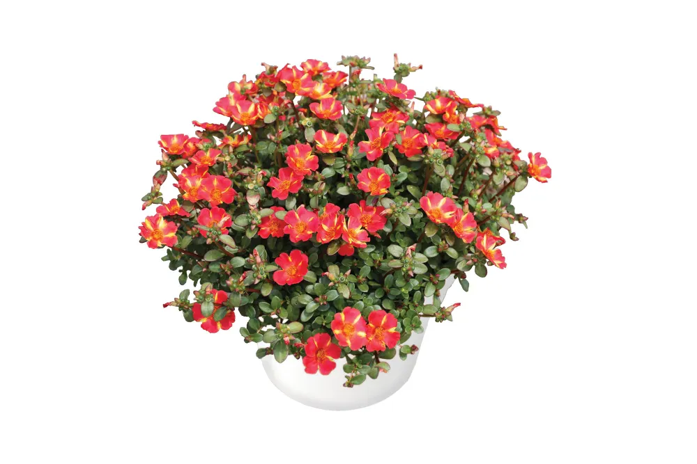 Pazzaz™ Nano Scarlet Twist