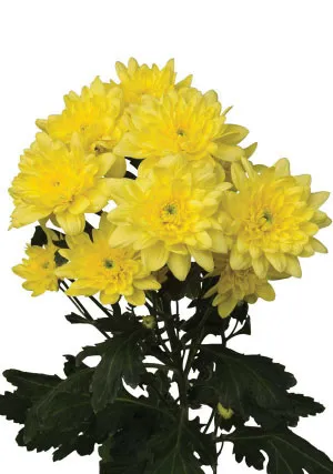 Pina Colada Yellow®