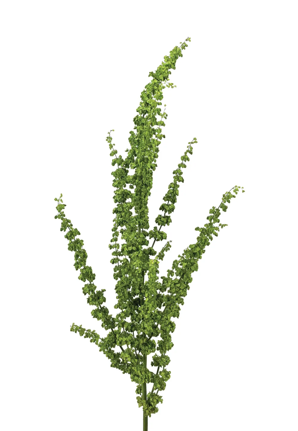 Rumex Unicorn