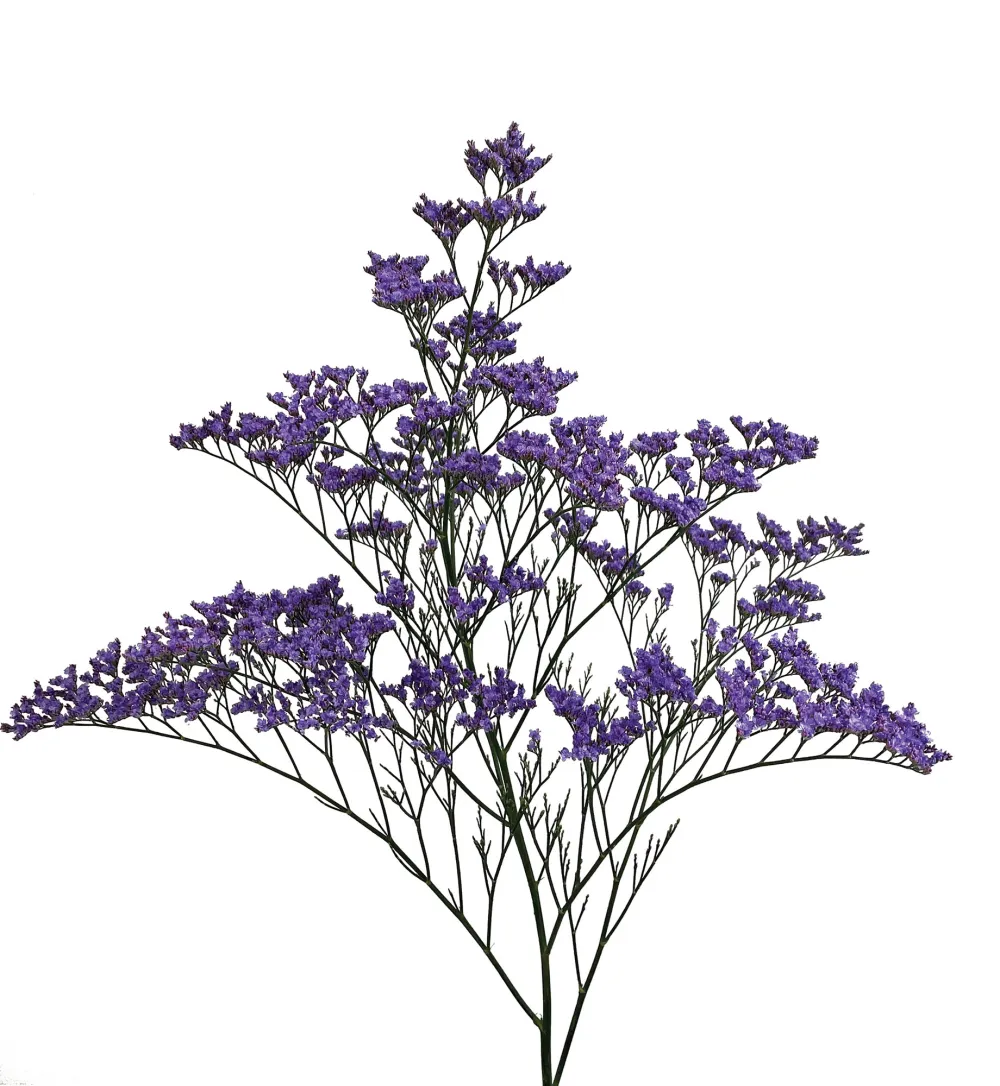 Safora Classic Blue®