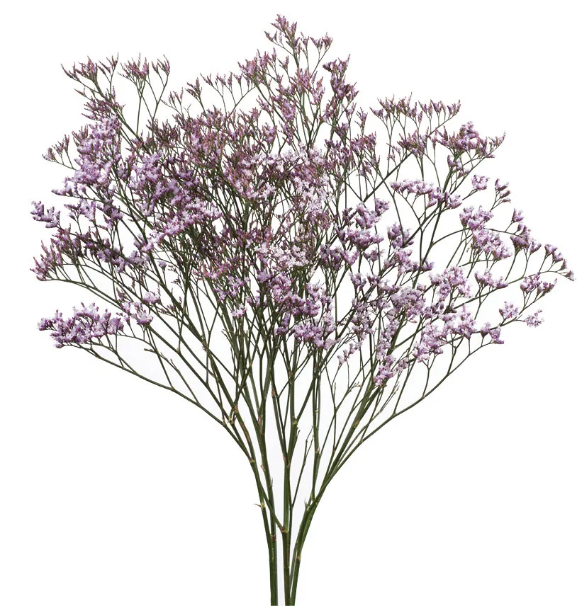 Safora Lilac®