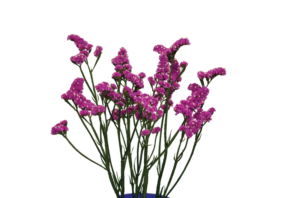 Sinuet Eternal Pink®