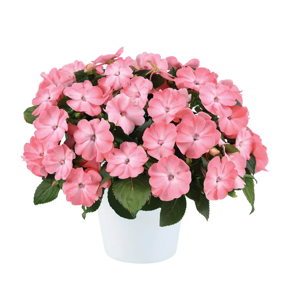 Sol Luna Prime® Light Salmon