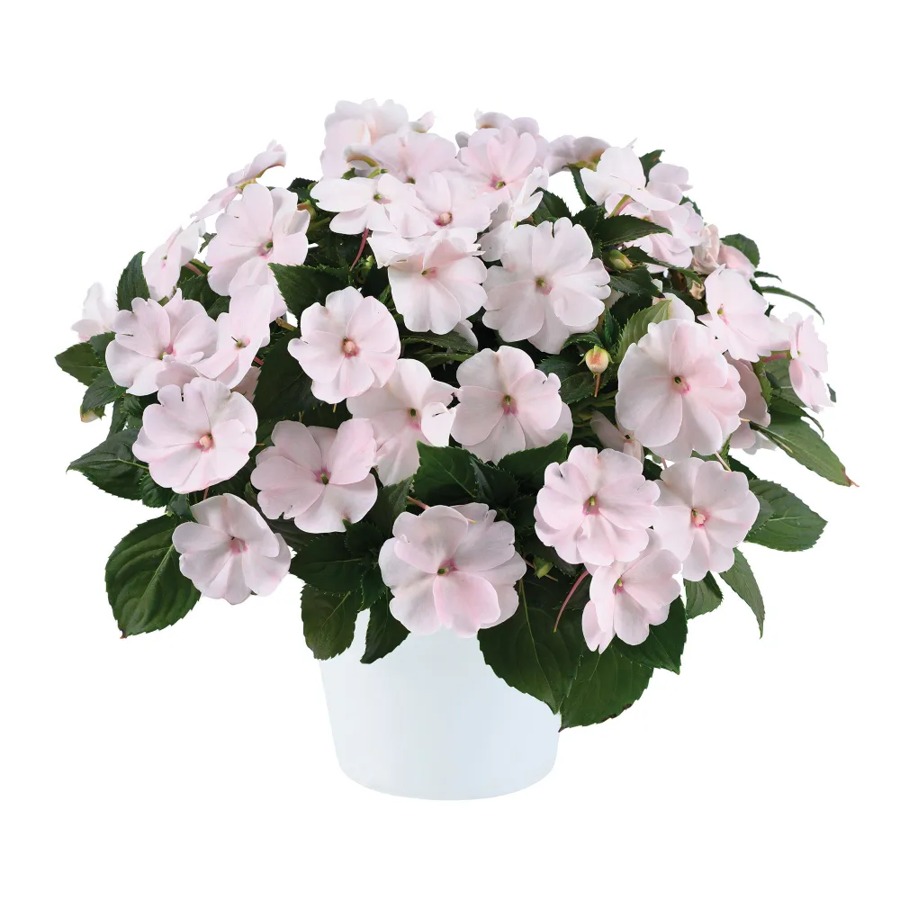 Sol Luna Prime® Pearl