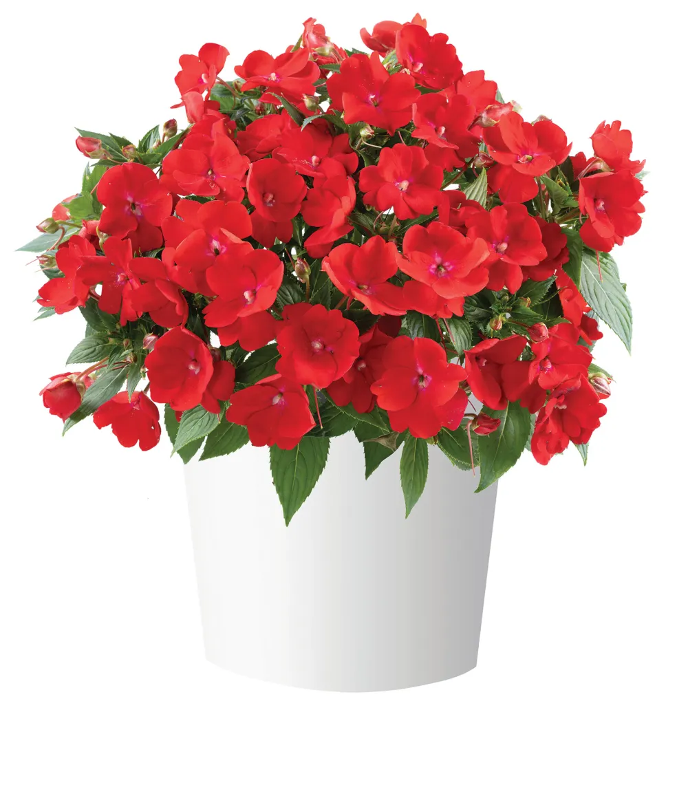 Sol Luna Prime® Red