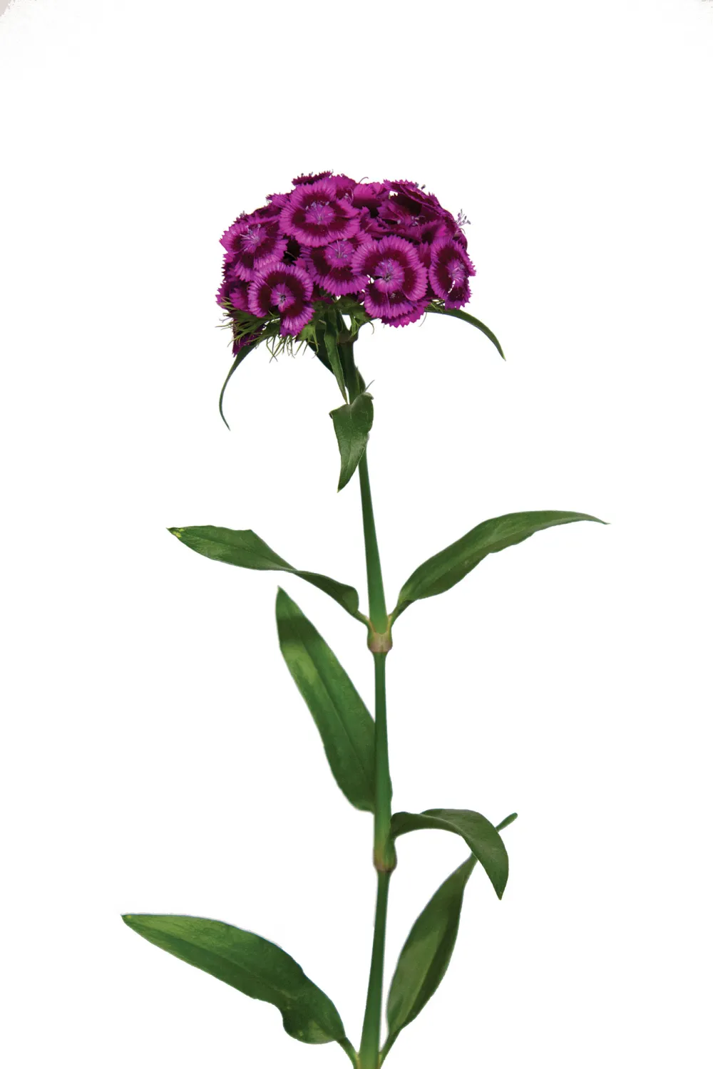 Sweet Magenta Bicolor