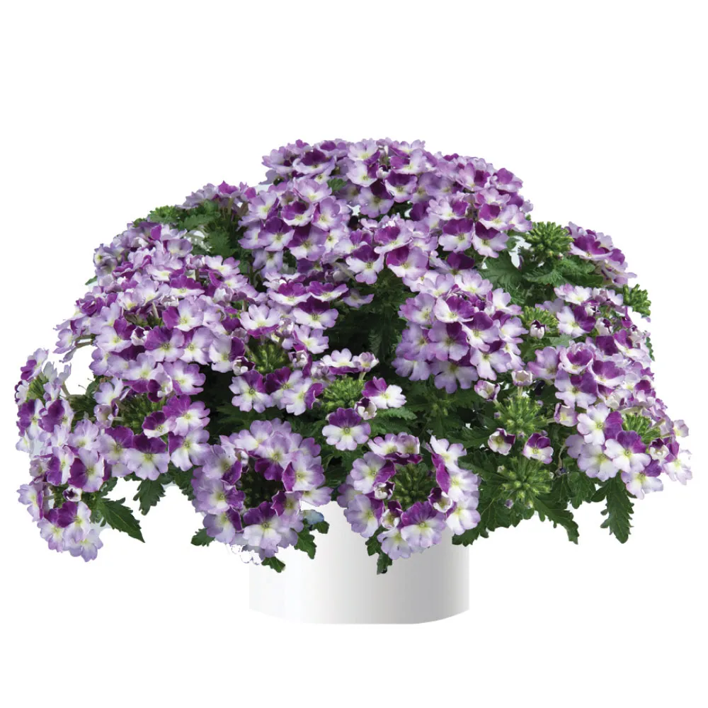 Vanessa Compact Bicolor Purple®