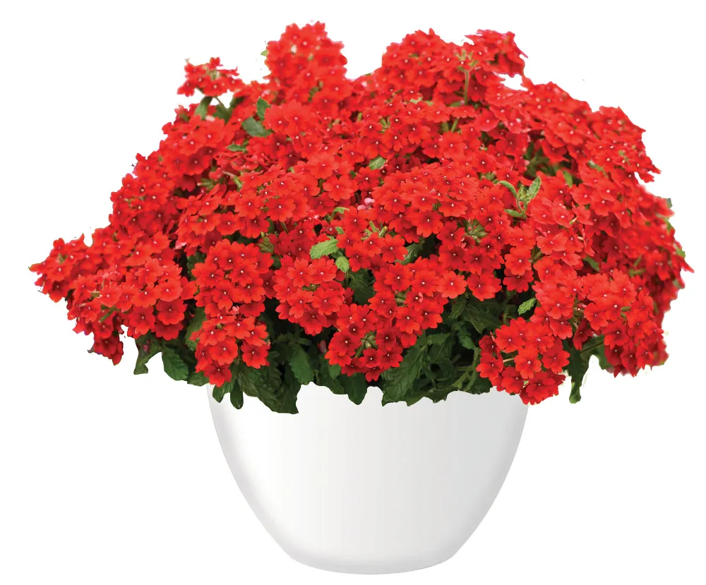 Vanessa Compact Hot Red®