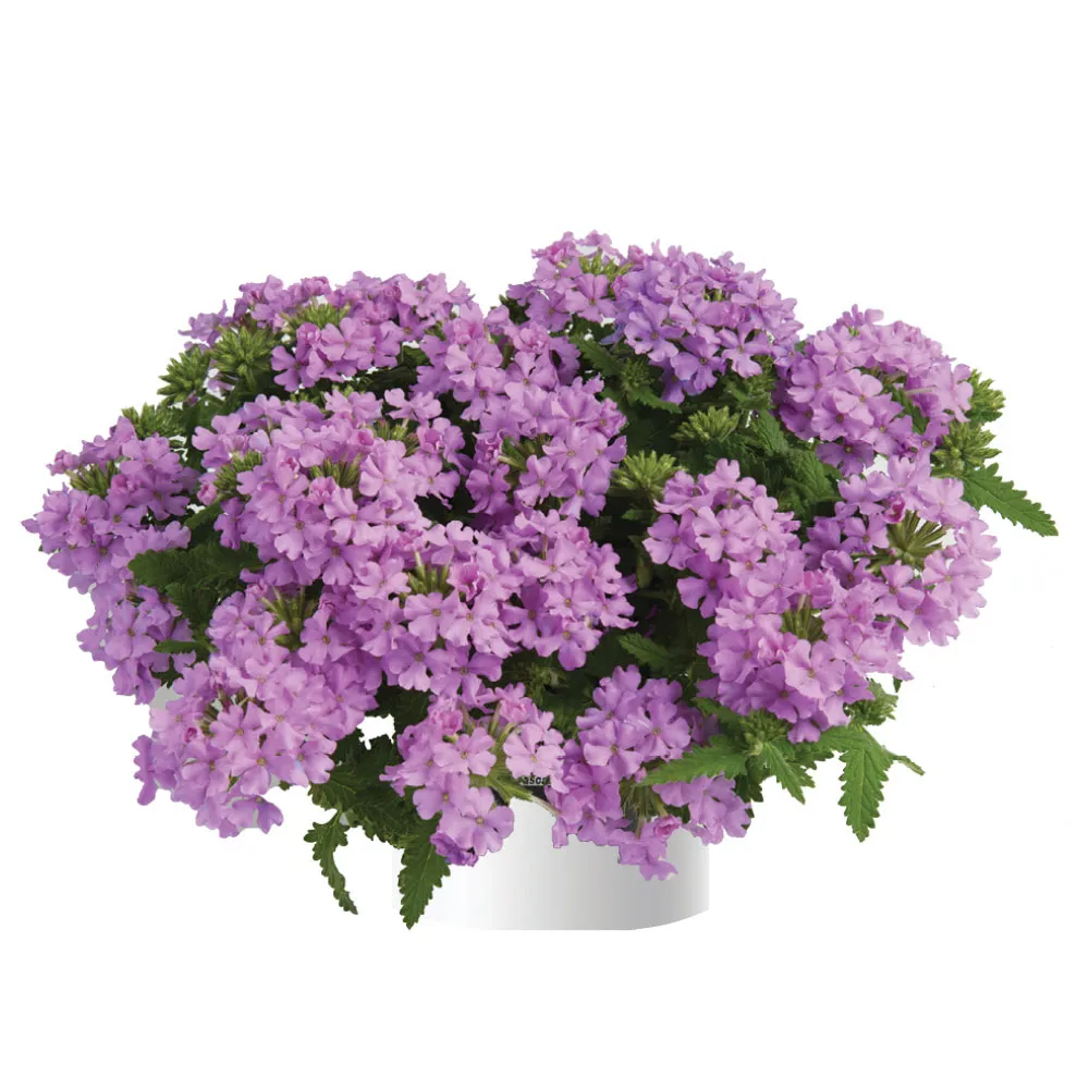 Vanessa Compact Lavender®